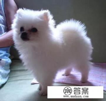 茶杯犬多少钱一只？