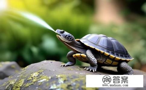 小乌龟叫出声是什么意思？小乌龟发出什么声音？