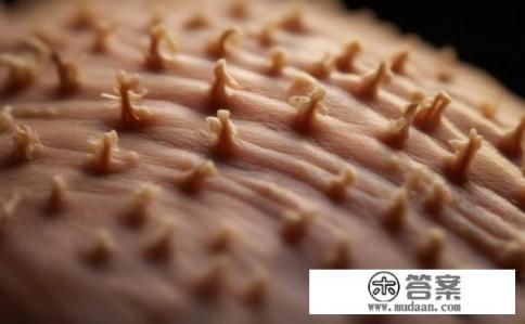 为什么发根摸着硬?根部是否粗糙?为什么感觉硬化? 为什么发根摸着硬?根部是否粗糙?为什么感觉硬化?