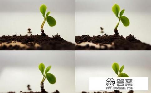 写黄豆的日记第1天怎么样写7天？黄豆生长日记，第1-7天观察与记录