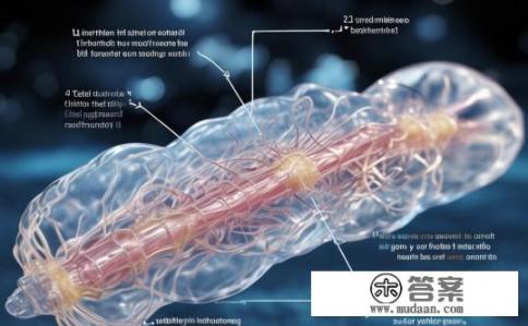 综丝的作用是什么？综丝在生物体内的功能与作用探究，其生物学、生理学及医学价值分析