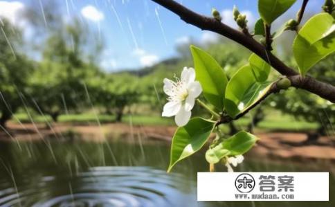 为什么柑子春天开无叶花难保果？柑子开花是否与春季气候有关？