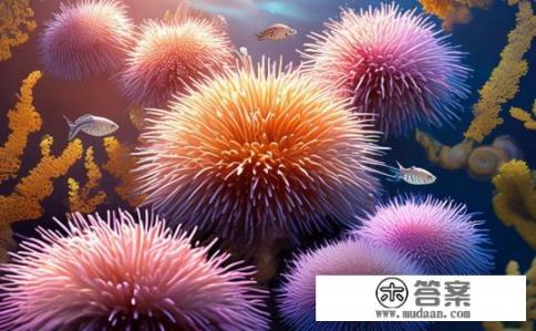 海胆的营养价值及好处？海胆营养丰富有何益处？