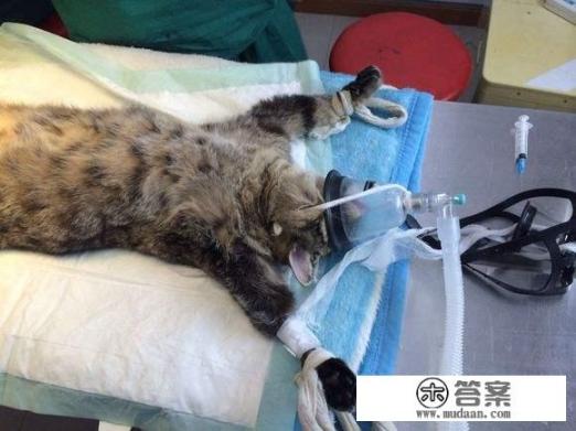 为什么猫做完绝育反而更活泼了？猫术后是否因体内激素平衡调节改善而焕发活力？