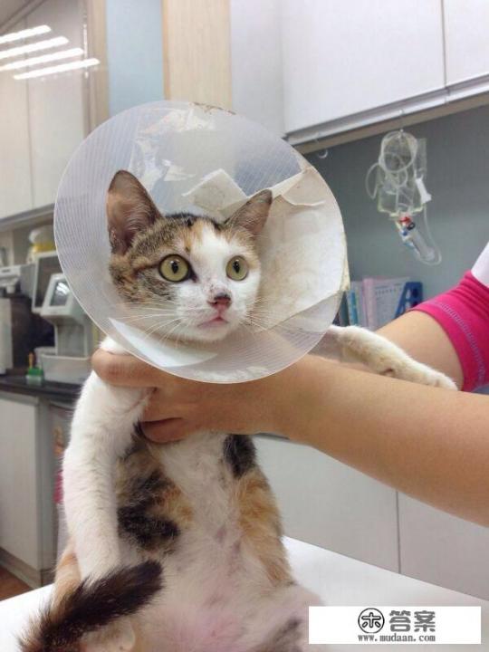 为什么猫做完绝育反而更活泼了? 为什么猫做完绝育反而更活泼了?