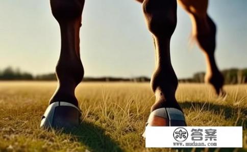 马蹄实际是马的什么？马蹄与马的身体结构有何关系？