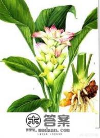 姜黄的功效与作用？