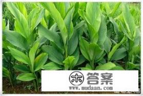 姜黄的功效与作用？