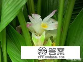 姜黄的功效与作用？