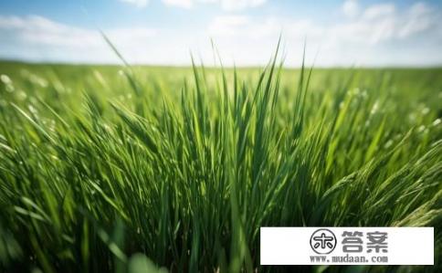 关于无知的小草的秘密与奥秘，小草为何能顶天立地？揭示无垠草原的秘密