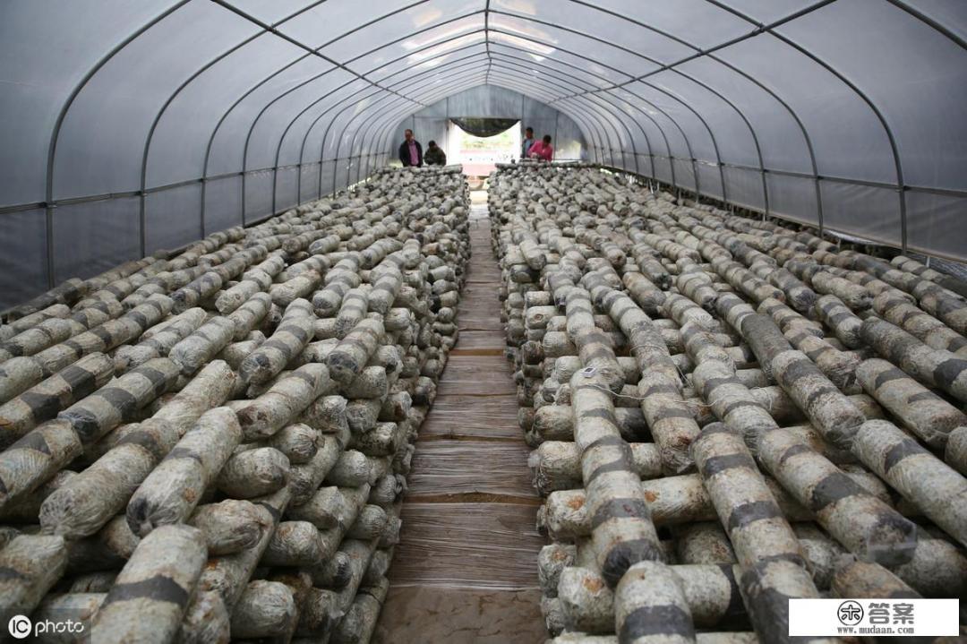 大家好！我种植袋料香菇，是春种秋收的那种，不知道怎样才能卖个好价钱？