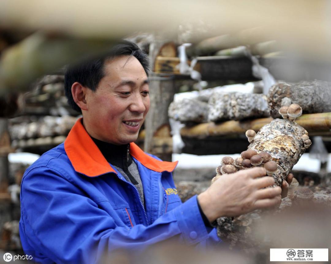 大家好！我种植袋料香菇，是春种秋收的那种，不知道怎样才能卖个好价钱？