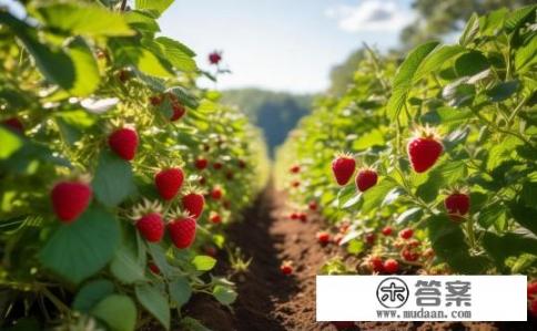 覆盆子种植条件？覆盆子在哪些环境条件下适宜种植？