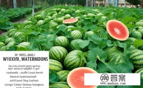 无锡水蜜桃？无锡水蜜桃，起源、口感与营养价值探究