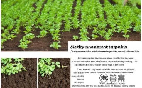 菊苣苗种植方法及密度？菊苣苗移栽密度和管理要点是什么？