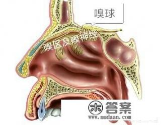 嗅觉失灵可以自愈吗？
