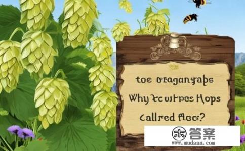 啤酒花名字的由来？啤酒花为何得名啤酒花?