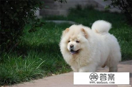 松狮鼻子发干拉稀像水泥一样怎么回事? 松狮鼻子发干拉稀像水泥一样怎么回事?