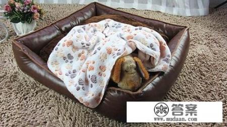 松狮鼻子发干拉稀像水泥一样怎么回事? 松狮鼻子发干拉稀像水泥一样怎么回事?