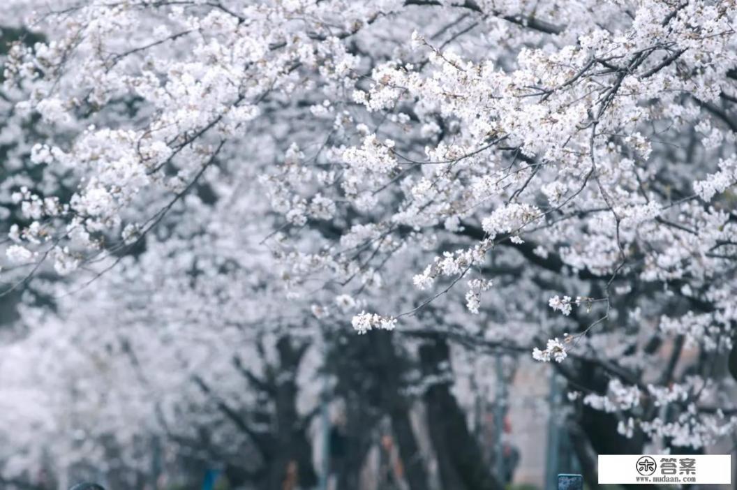 武汉大学的樱花是日本人种的吗？