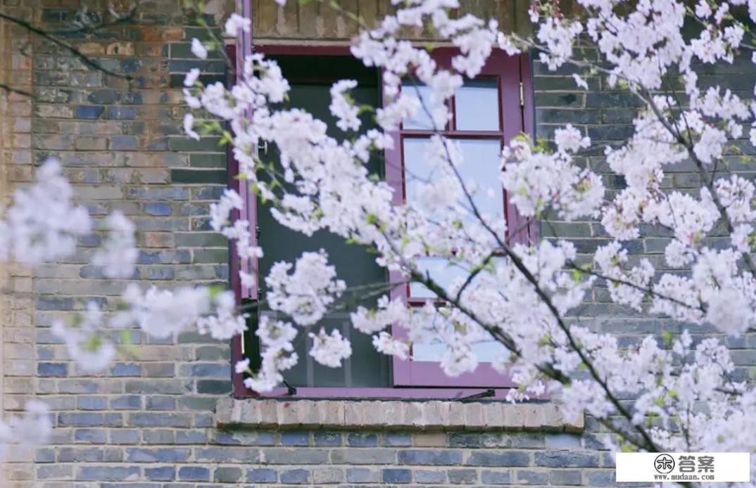 武汉大学的樱花是日本人种的吗？