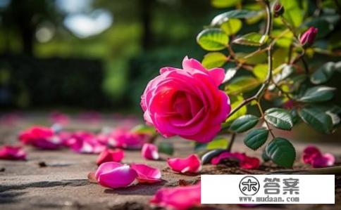 蔷薇花凋谢后要不要剪掉？蔷薇花凋谢后留不留下修剪?