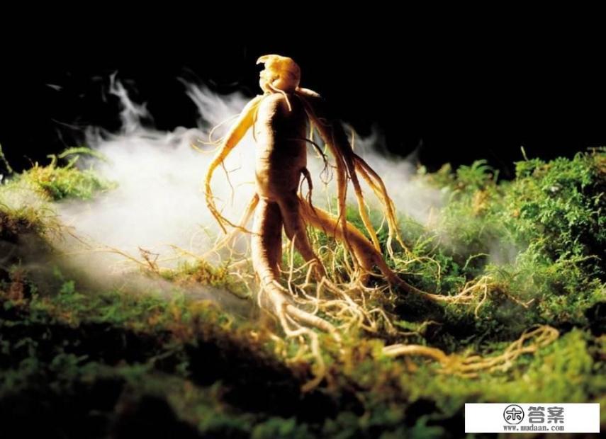 人参怎样服用? 人参怎样服用?