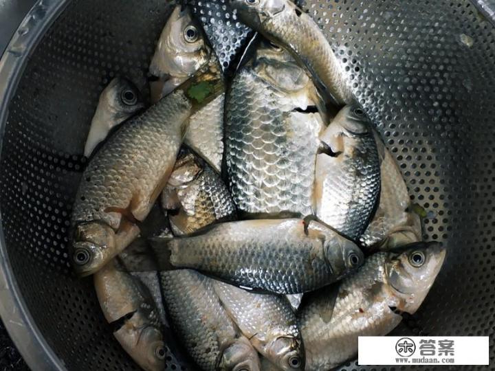 小鲫鱼汤怎么做好喝又营养？