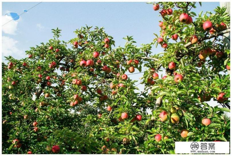 何闻安许乐是什么小说？