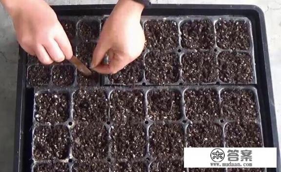 菠菜种植的时间和方法? 菠菜种植的时间和方法?