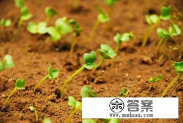 菠菜种植的时间和方法? 菠菜种植的时间和方法?