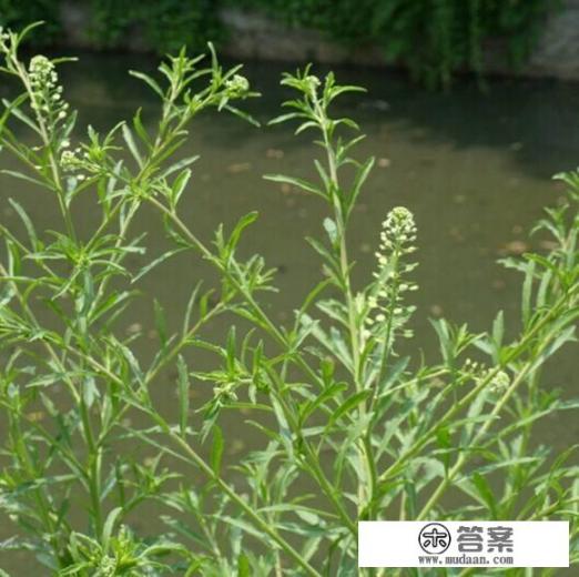 独行菜的食用方法? 独行菜的食用方法?