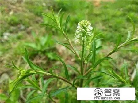 独行菜的食用方法? 独行菜的食用方法?