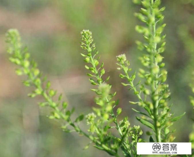 独行菜的食用方法? 独行菜的食用方法?