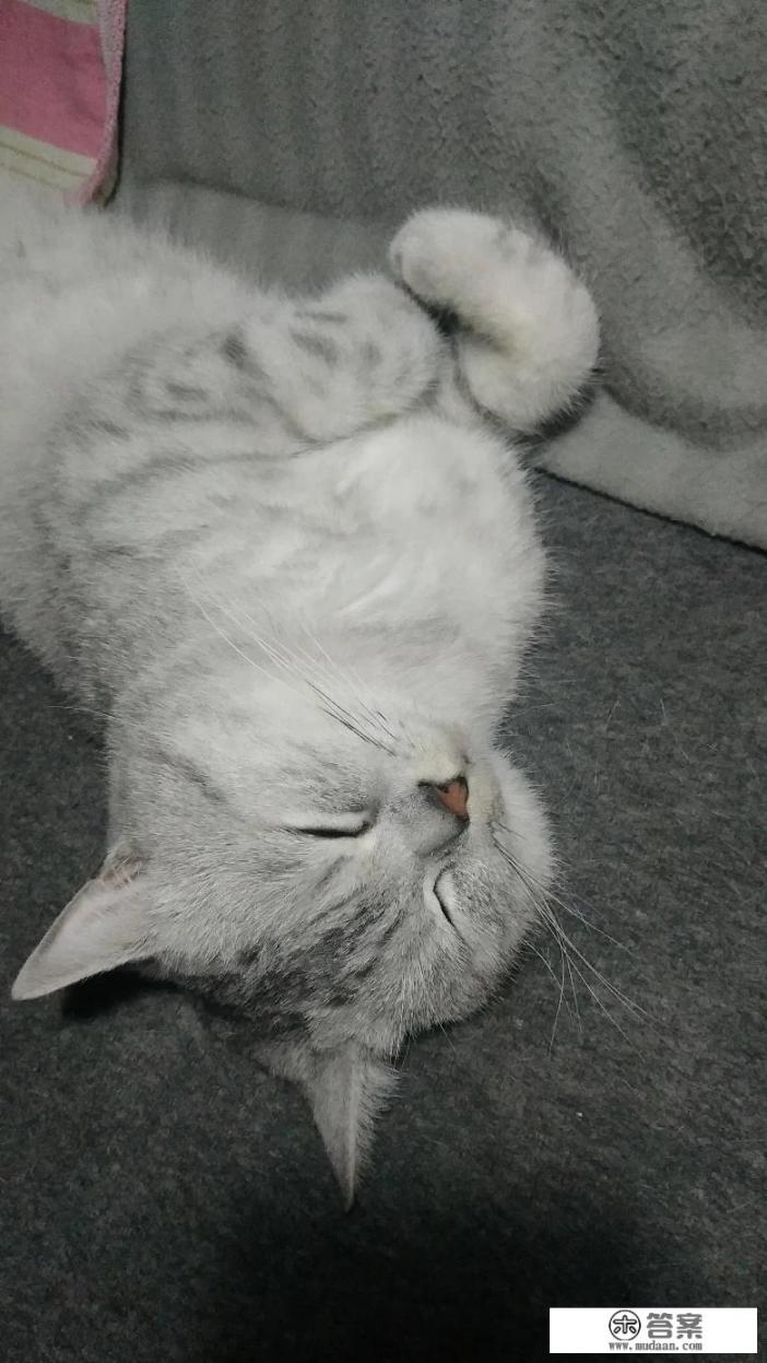 叮当猫是玩什么游戏? 叮当猫是玩什么游戏?