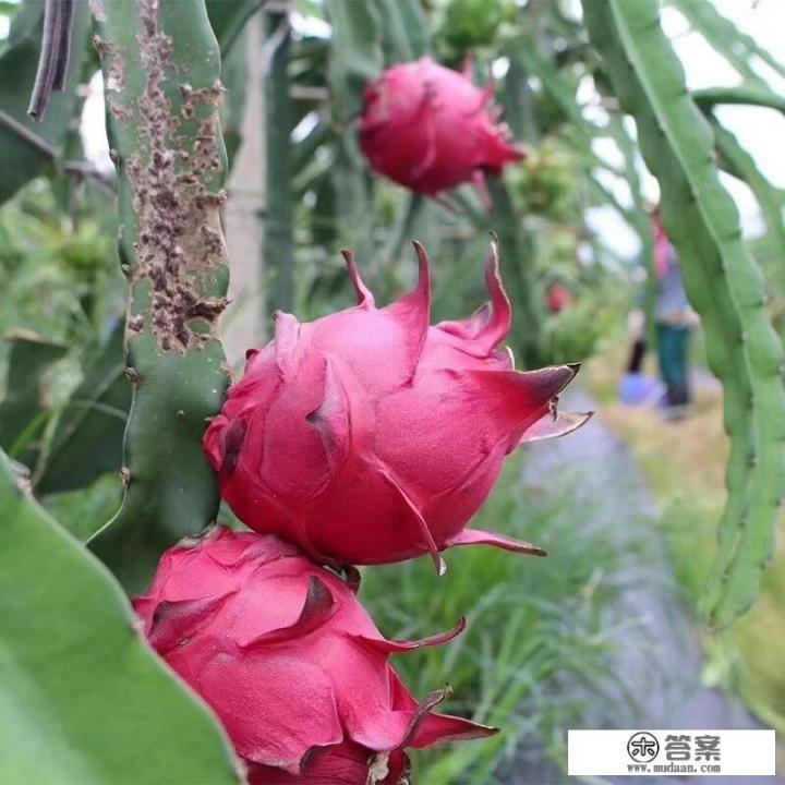 红心火龙果的利弊？