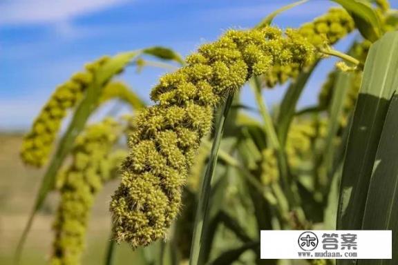 甘肃的农产品你们知道的有多少?有哪些值得推荐?甘肃农产品种类繁多,哪些品种最受欢迎且值得一试?