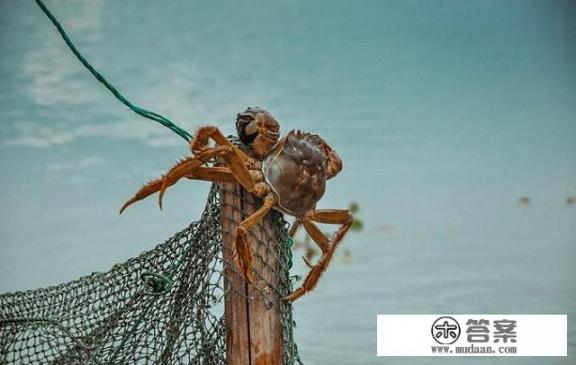 2021年12月螃蟹行情如何？