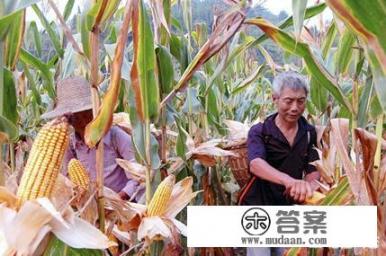 云南松茸前景好吗? 云南松茸前景好吗?