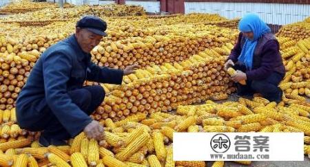 云南松茸前景好吗? 云南松茸前景好吗?