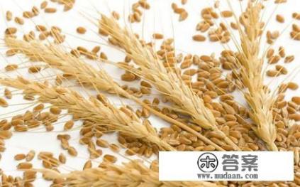 云南松茸前景好吗? 云南松茸前景好吗?