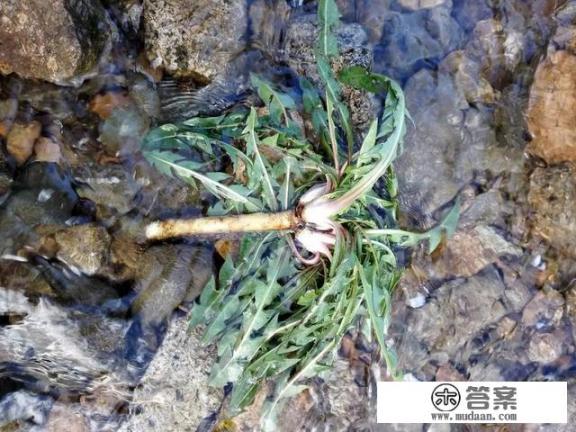 蒲公英治疗癌症吗？