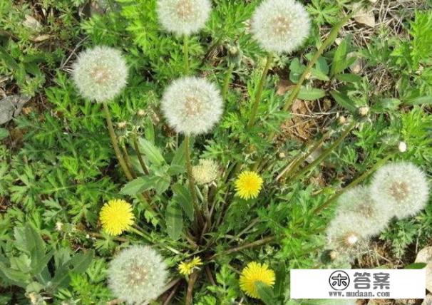 蒲公英治疗癌症吗？