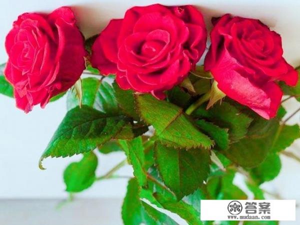 玫瑰花的形状,特点.颜色.气味各是什么？