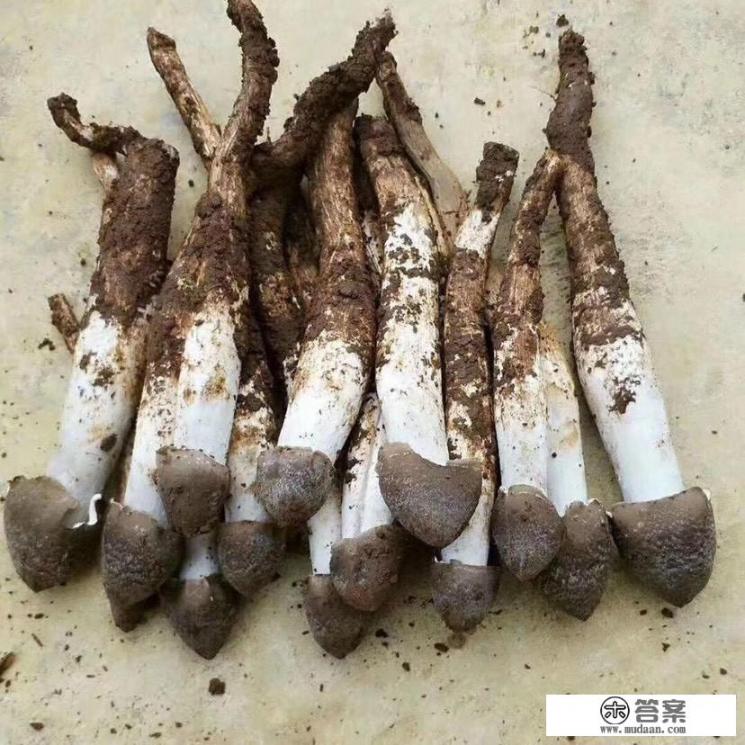 荔枝菌的正确食用方法？