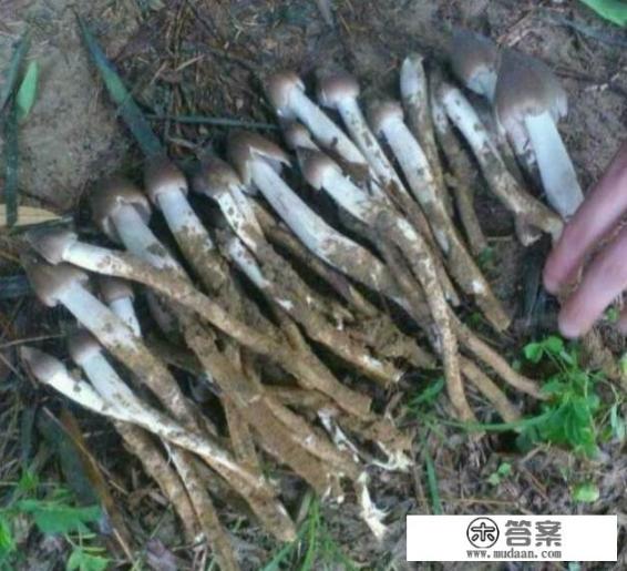 荔枝菌的正确食用方法？