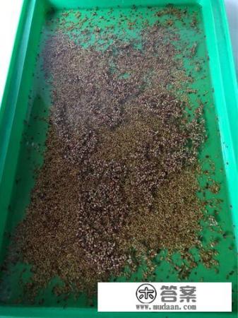 苜蓿草种植方法？