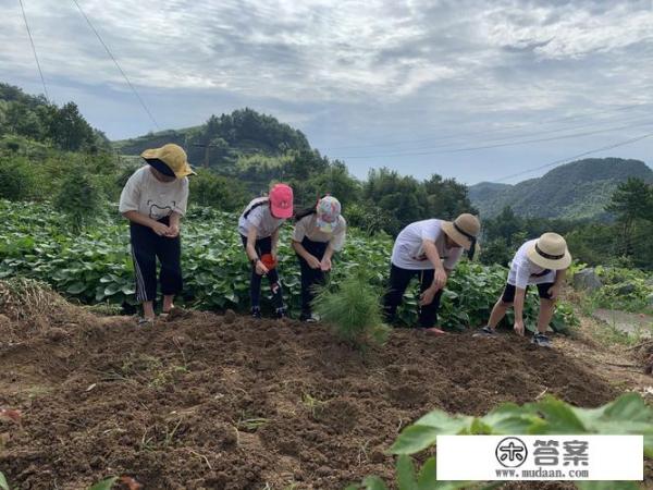 苜蓿草种植方法？