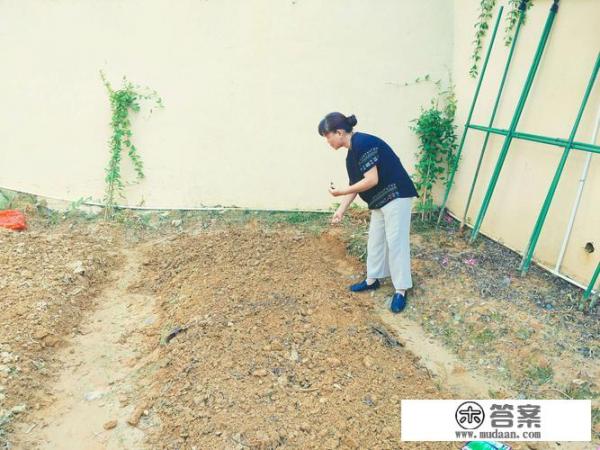 苜蓿草种植方法？