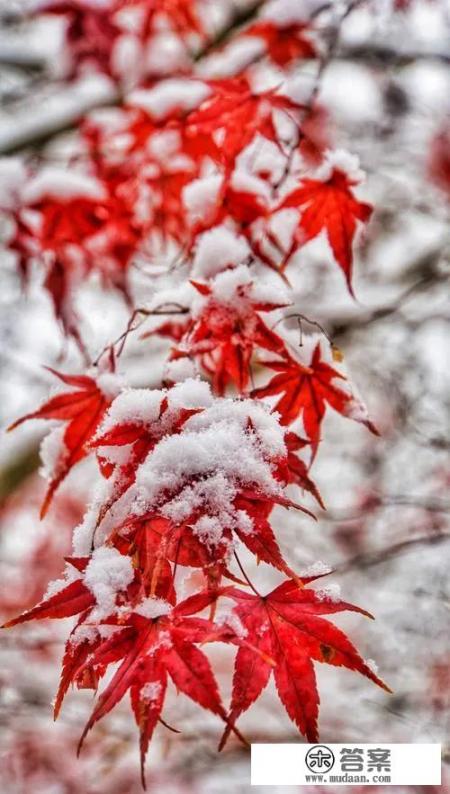发几张你手机里这两天拍的一组雪天美景照片吧?看看你那里有多美? 发几张你手机里这两天拍的一组雪天美景照片吧?看看你那里有多美?